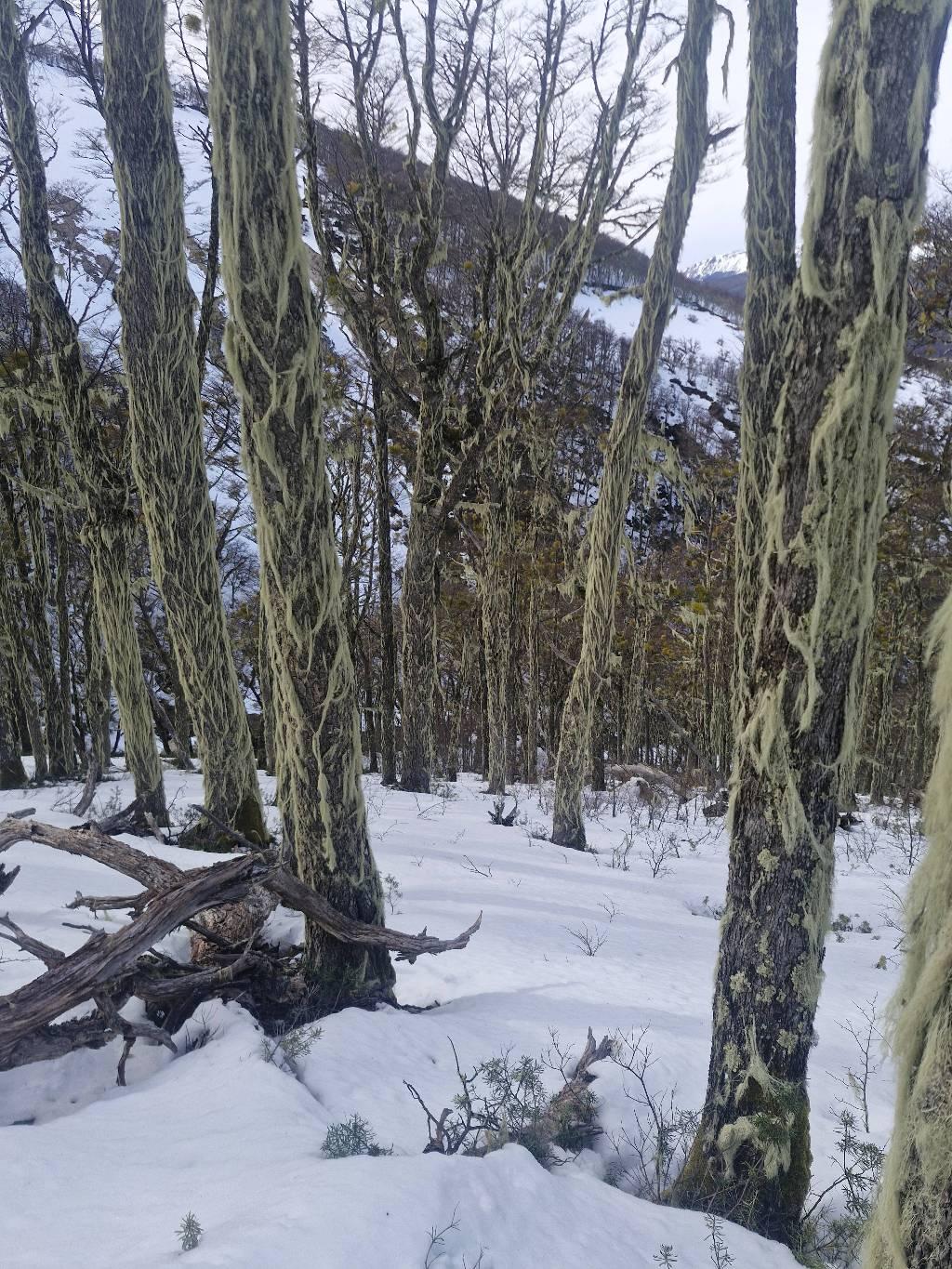 Bosque