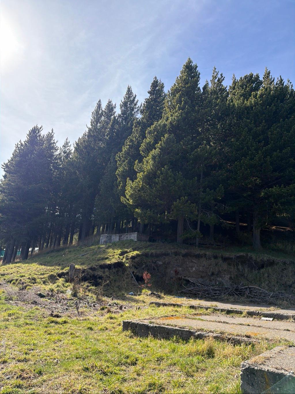 Bosque