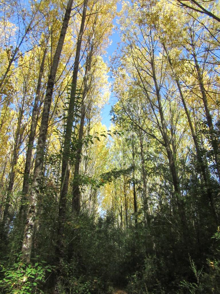 Sendero El Humedal
