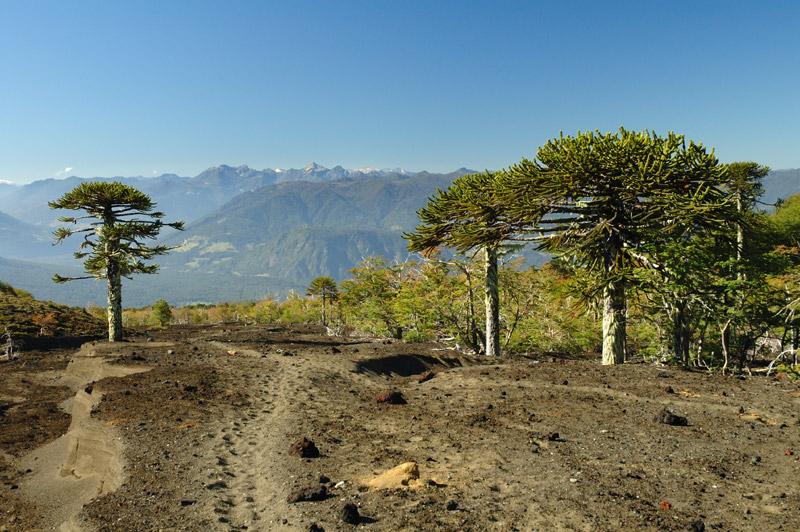 Sendero “Los Nevados” – Parque Nacional Villarrica
