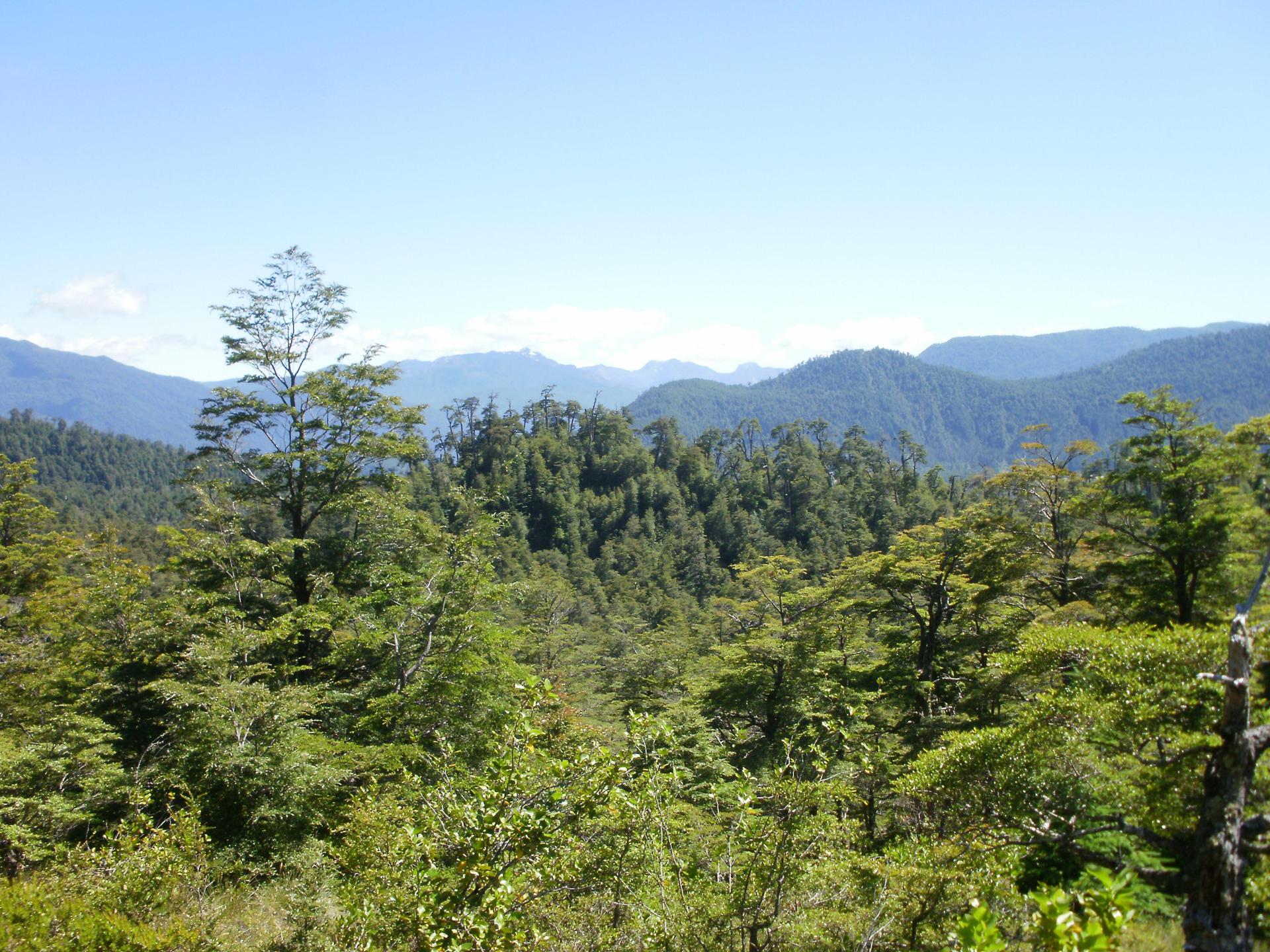 Sendero Quinchamalí