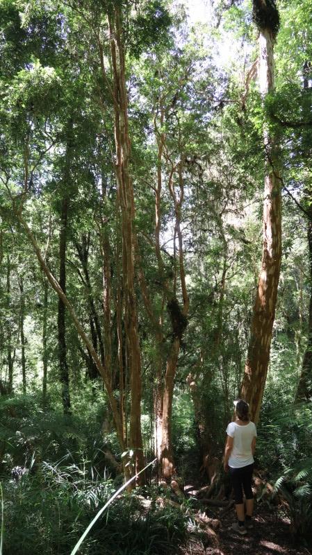 Sendero Río Bravo