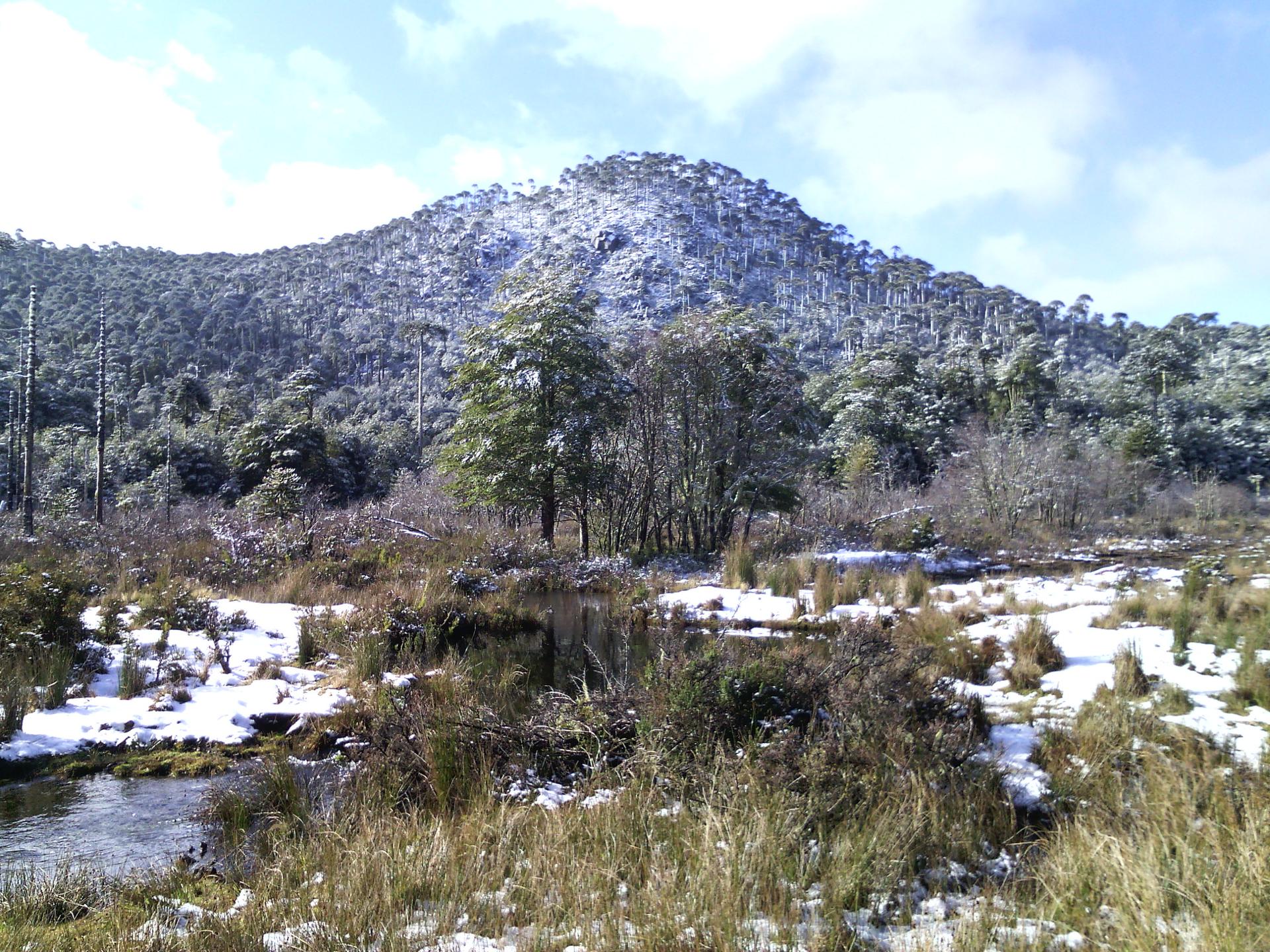 Cerro Altos de Nahuelbuta