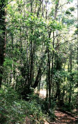 Bosque Llancahue