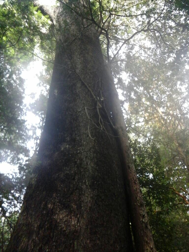 Sendero El Tata