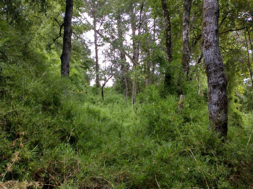 Bosque Nativo Udec