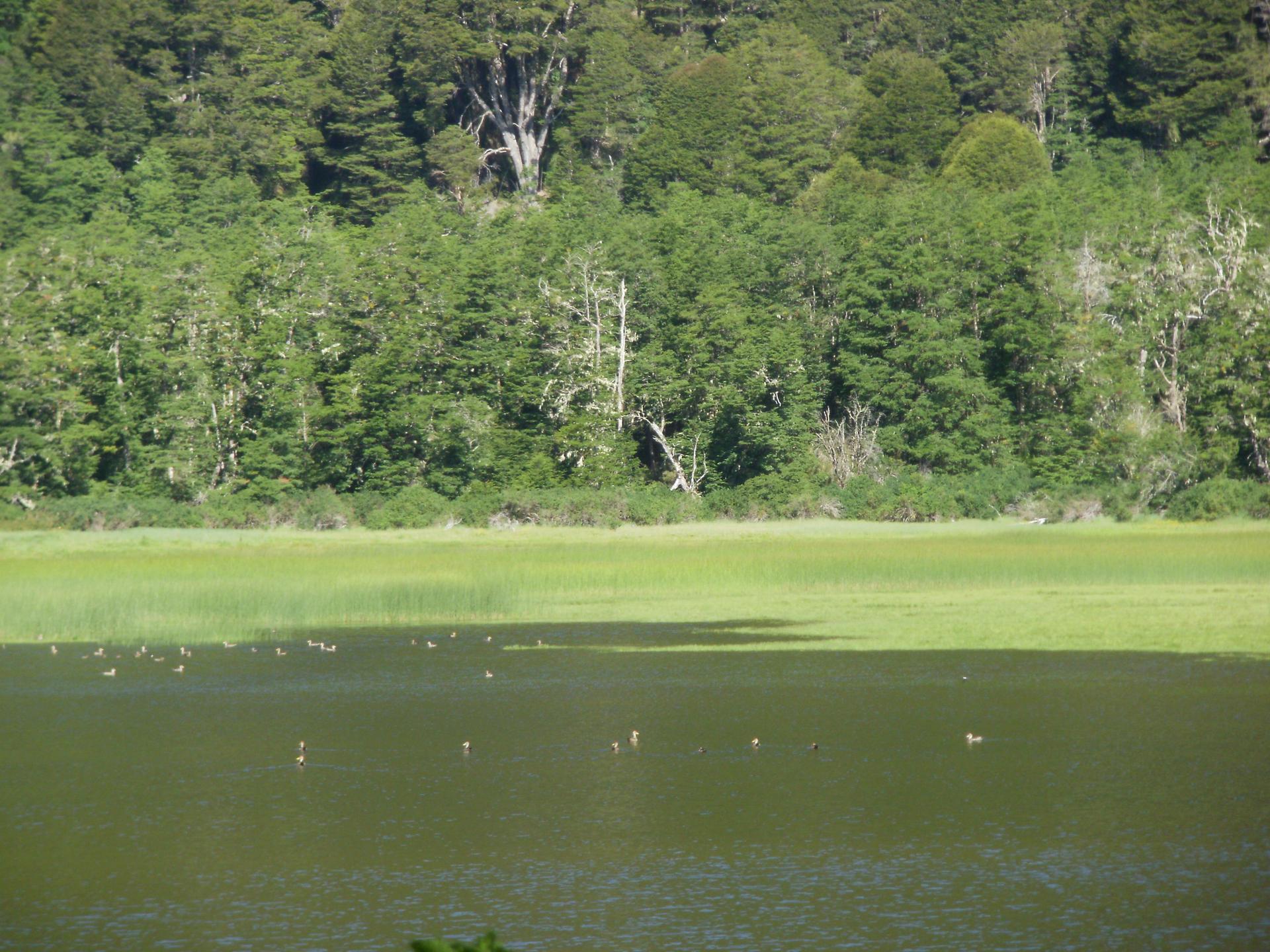 Laguna Los Patos