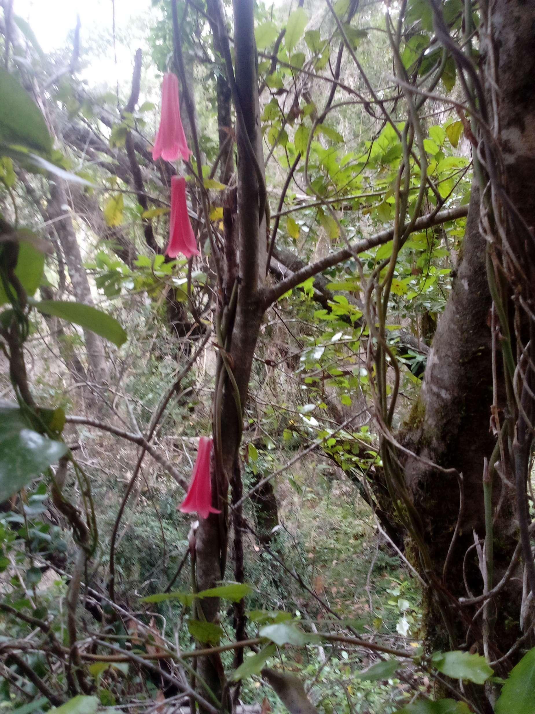 Sendero Copihue