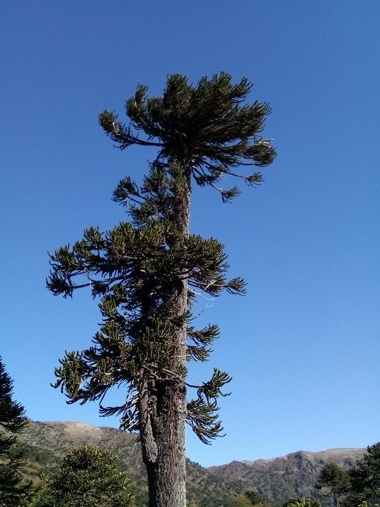 Sendero Coloradito