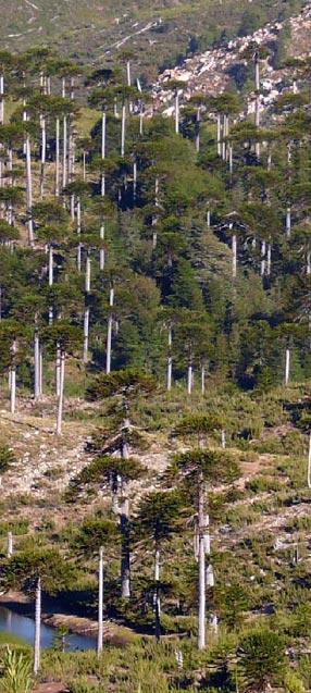 Reserva Nacional Altos de Pemehue