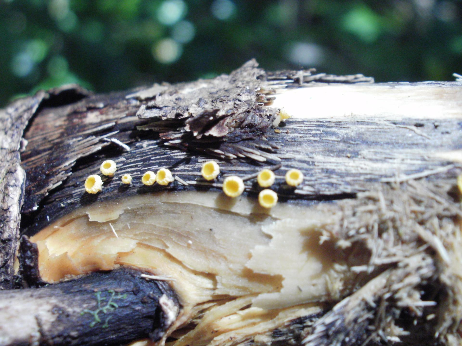Reino Fungi