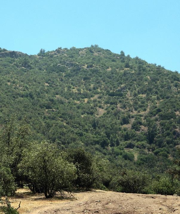 Morro Guayacán